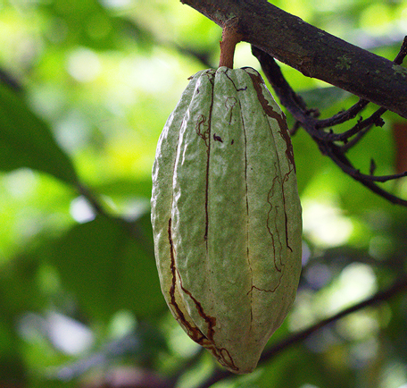 Here you will find pictures of Reforest’Action projects financed by Paul Mitchell in Peru, USA and Haiti