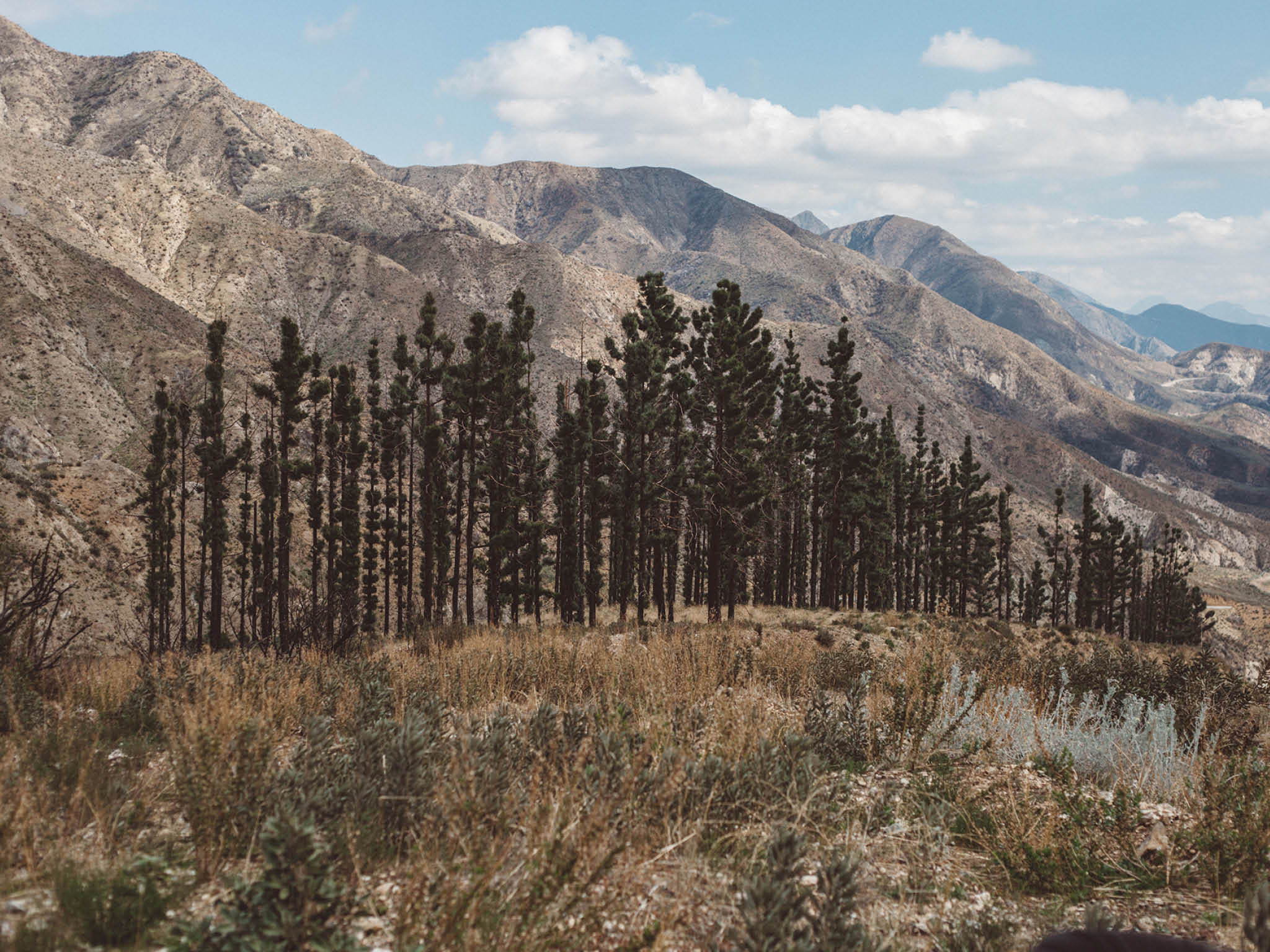 Here you will find pictures of Reforest’Action projects financed by Paul Mitchell in Peru, USA and Haiti