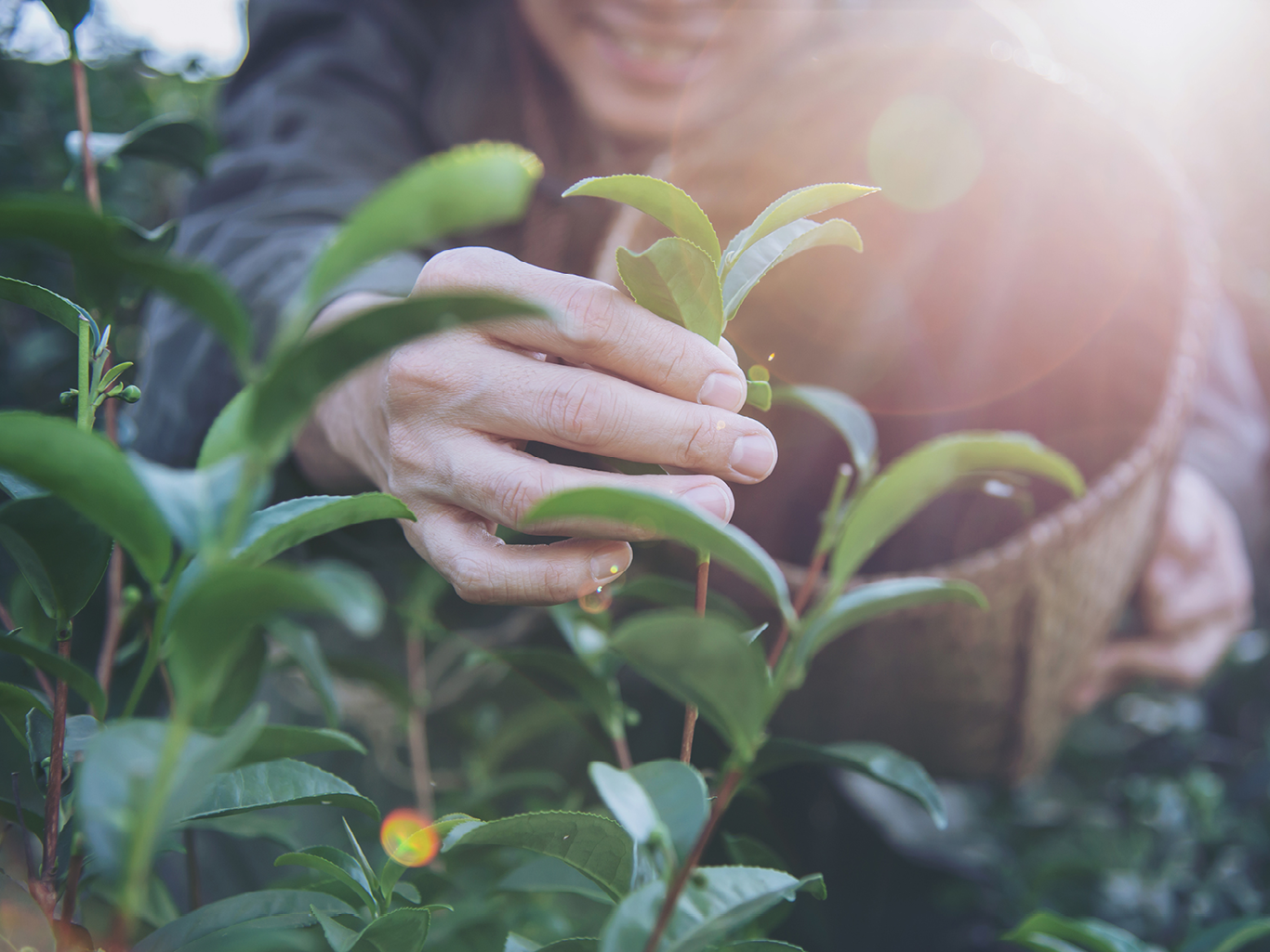 Man harvest / pick fresh green tea leaves at high land tea field in Chiang Mai Thailand - local people with agriculture in high land nature concept