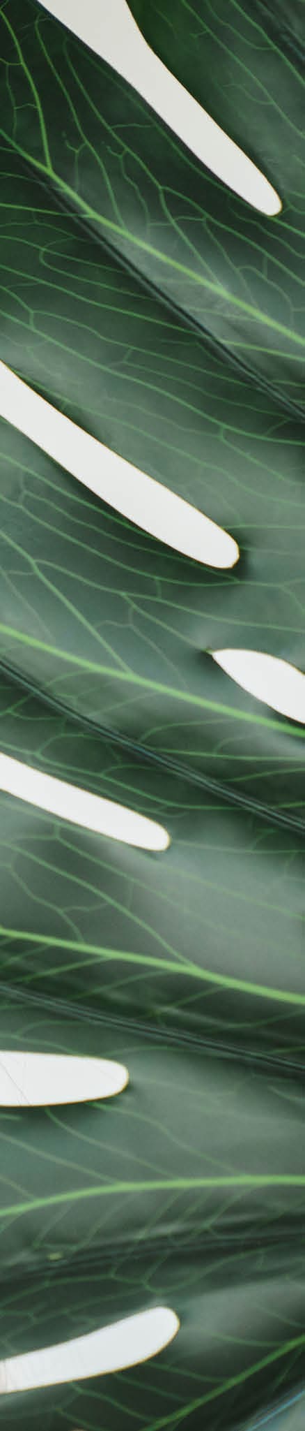 Young beautiful woman covering her face with green leaf at home. Beauty and skin care concept. Rejuvenating anti-age effect for hair and body.